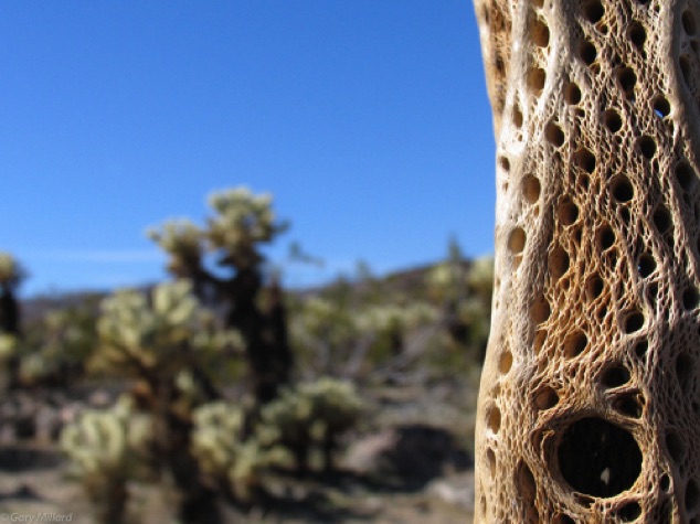 Teddy Bear Cholla Cactus Skeleton
Joshua Tree National Park  CA